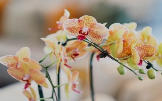 Orkide Bakımı Nasıl Yapılır?